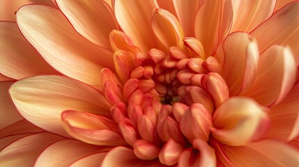 Obraz premium Detailed view of a chrysanthemum flower, showcasing its intricate petals and vibrant hues, perfect for a fresh and elegant floral background.