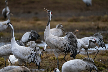 Group of cranes eating and fighting and standing around the lake