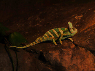 jaszczurka gad dzika przyroda natura © ukasz