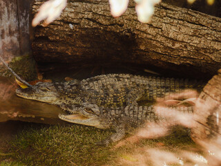 krokodyl kajman aligator gad dzika natura © ukasz