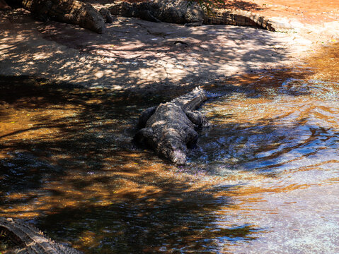 krokodyl kajman aligator gad dzika natura