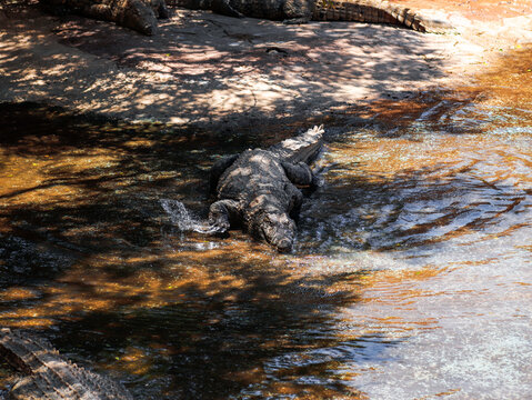 krokodyl kajman aligator gad dzika natura