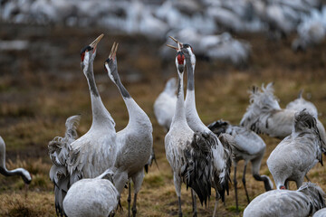 Group of cranes eating and fighting and standing around the lake