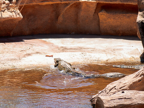 krokodyl kajman aligator gad dzika natura