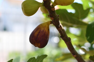 Close-up of a fig fruit on a tree. Fig tree brown turkey. Growing fruits at the backyard