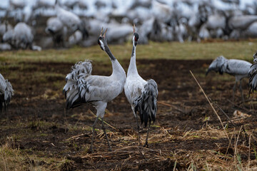 Cranes (grus grus) during a courtship dance and in the background a group of cranes eating and fighting and standing around the lake
