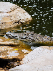 krokodyl kajman aligator gad dzika natura © ukasz