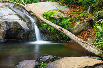 Arroyo en un bosque húmedo con un tronco caído y agua tranquila