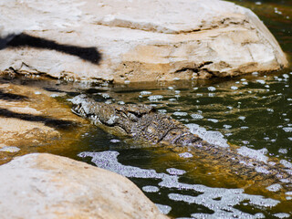 krokodyl kajman aligator gad dzika natura © ukasz