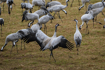 Cranes (grus grus) during a courtship dance and in the background a group of cranes eating and fighting and standing around the lake
