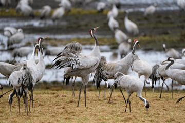 Group of cranes eating and fighting and standing around the lake