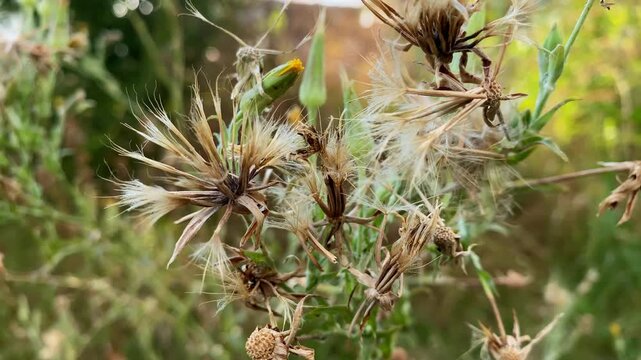 Close-up of tragopogon pratensis meadow salsify plants in a field in puglia, showcasing their fluffy seed heads and budding stalks.