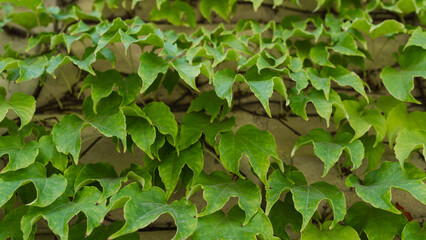 seamless pattern with green ivy on the wall