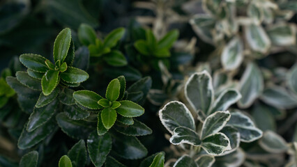 abstract green background with close up of leaves