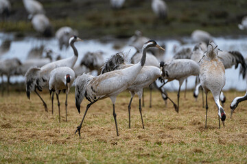 Group of cranes eating and fighting and standing around the lake