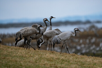 Group of cranes eating and fighting and standing around the lake