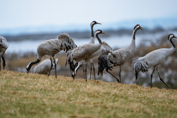 Group of cranes eating and fighting and standing around the lake