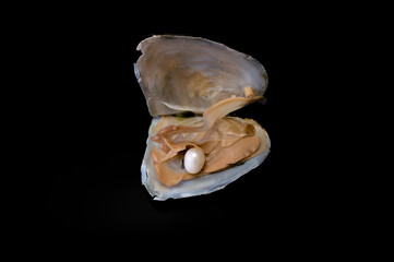 open clam shell with white pearl on black background
