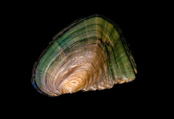 clam shell on black background