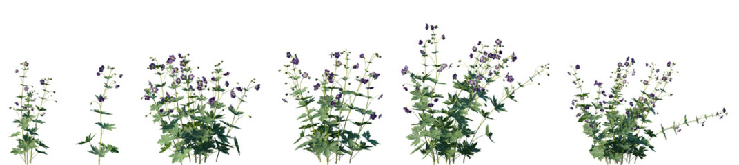 Set of Geranium phaeum (dusky crane's-bill, mourning widow or black widow) isolated png on a transparent background perfectly cutout high resolution