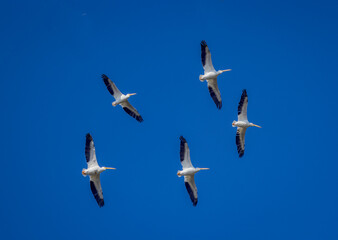 Five whuge white pelicans fliyig overhead