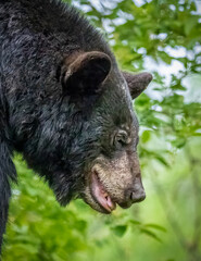 Profile of black bear looking down