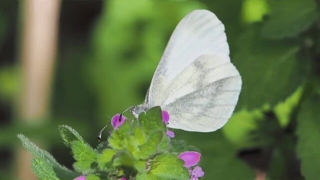 Green veined white (Pieris napi) butterfly hangs on a flower eating nectar