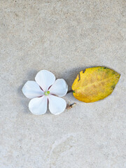 frangipani flower on the ground