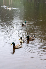 Ducks gracefully swim in the serene Lago das Patas, nestled in the lush greenery of Terceira Island, Azores, Portugal. A tranquil scene showcasing nature's beauty.
