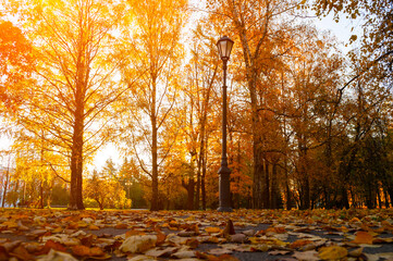 Fall city landscape. Fall trees in sunny fall park lit by sunshine and fallen maple leaves on the...