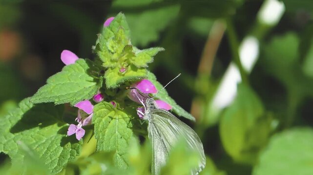 Green veined white (Pieris napi) butterfly hangs on a flower eating nectar
