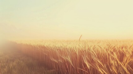 Fototapeta premium Golden Wheat Field in Soft Sunlight