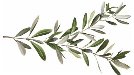Obraz premium branch of olive tree isolated on white