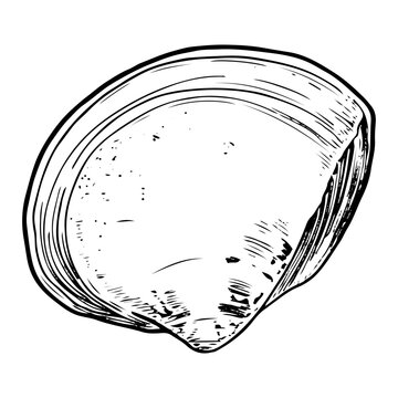 recommend clip art: Sea shell sketch hand drawn. Tellina tenuis elasmobranch mollusk. The bivalve shells of marine seashell. Souvenir from summer holiday on the beach. Vector graphics illustration.