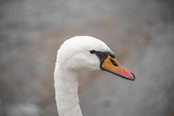 The head of white swan with a orange beak.