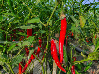 Bunch of hot red chilis on the plant in field ready to harvest by farmer.