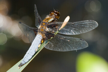 Libellula depressa dragonfly, macro photography