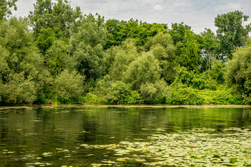 Pond with water lilies and lush green trees and bushes in summer suitable a background backdrop shot on the Toronto Islands in a designated bird sanctuary.