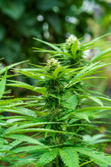Green Cannabis blossom and the detailed trichomes embedded in their sugar leaves with soft bokeh background