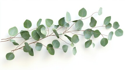 Obraz premium Fresh eucalyptus sprig cut out