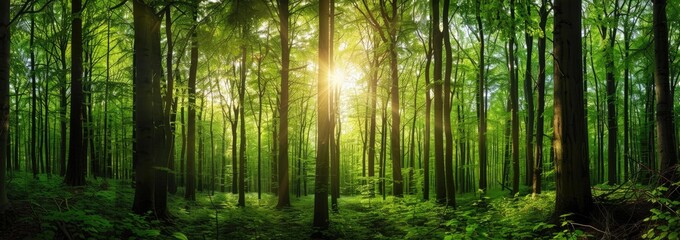 Sunlight Streaming Through a Lush Green Forest