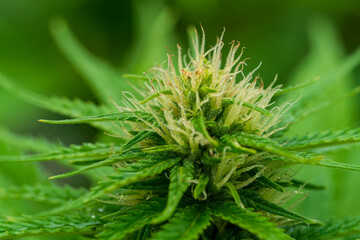 Green Cannabis blossom and the detailed trichomes embedded in their sugar leaves with soft bokeh background