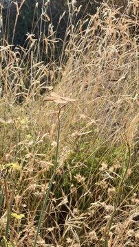 Libelula resting on the plant in the dry meadow.