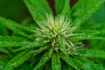 Green Cannabis blossom and the detailed trichomes embedded in their sugar leaves with soft bokeh...