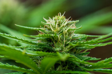 Green Cannabis blossom and the detailed trichomes embedded in their sugar leaves with soft bokeh...