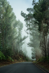 Foggy Forrest Madeira