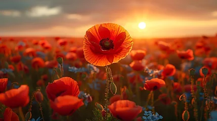 Fototapeten Lone poppy blossom swaying in a field of wildflowers its vivid red petals fluttering in the breeze © Auraclicks