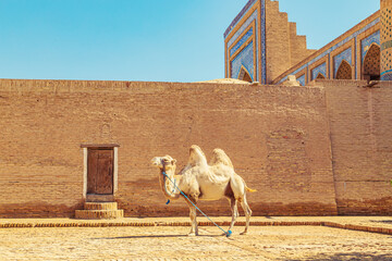 Bactrian camel near the city wall of Ichan Kala.