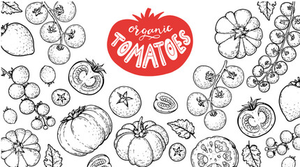 Tomatoes frame. Hand drawn illustration. Tomato vegetable sketch. Organic tomato design template. Vector illustration. Package design elements.