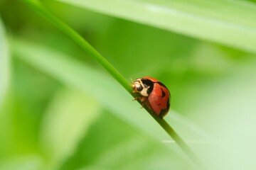 ladybug on green leaf Worlds Photography Day 8152693_1920_copy_7138x4758.jpg
